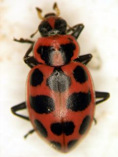 Coleomegilla maculata strenua by (c) Jason Eckberg, some rights reserved (CC BY), uploaded by Jason Eckberg. Used under a CC-BY license.