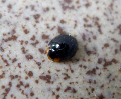 Curinus coeruleus by (c) gailhampshire, some rights reserved (CC BY). Used under a CC-BY license.