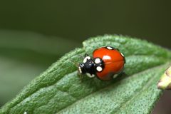 Cycloneda by no rights reserved, uploaded by brabuleta. Used under a CC0 license.