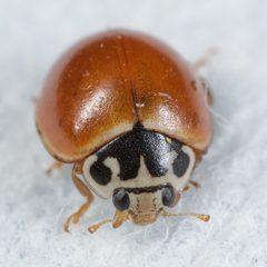 Cycloneda munda by (c) Victor Engel, some rights reserved (CC BY), uploaded by Victor Engel. Used under a CC-BY license.