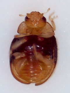 Decadiomus bahamicus by (c) Alexis Smith, some rights reserved (CC BY), uploaded by Alexis Smith. Used under a CC-BY license.
