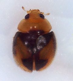 Decadiomus bahamicus by (c) Alexis Smith, some rights reserved (CC BY), uploaded by Alexis Smith. Used under a CC-BY license.