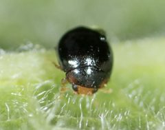 Delphastus pusillus by no rights reserved, uploaded by Jesse Rorabaugh. Used under a CC0 license.