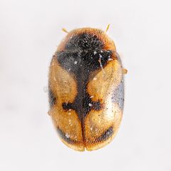 Diomus amabilis by (c) Justin Williams, some rights reserved (CC BY), uploaded by Justin Williams. Used under a CC-BY license.