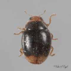 Diomus terminatus by (c) Victor Engel, some rights reserved (CC BY), uploaded by Victor Engel. Used under a CC-BY license.