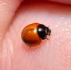 Exochomus childreni childreni by (c) Joshua Ebright, some rights reserved (CC BY), uploaded by Joshua Ebright. Used under a CC-BY license.