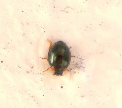 Exochomus metallicus by (c) nmoorhatch, some rights reserved (CC BY), uploaded by nmoorhatch. Used under a CC-BY license.