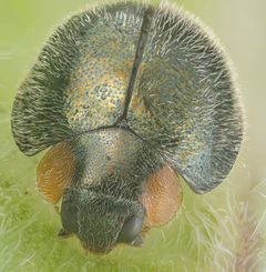 Exochomus metallicus by no rights reserved, uploaded by Jesse Rorabaugh. Used under a CC0 license.