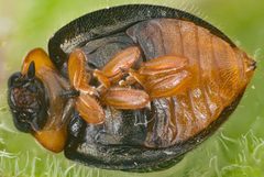 Exochomus metallicus by no rights reserved, uploaded by Jesse Rorabaugh. Used under a CC0 license.