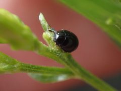Exochomus townsendi by (c) Jared Shorma, some rights reserved (CC BY), uploaded by Jared Shorma. Used under a CC-BY license.