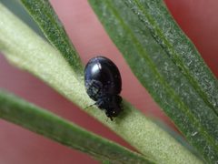 Exochomus townsendi by (c) Jared Shorma, some rights reserved (CC BY), uploaded by Jared Shorma. Used under a CC-BY license.