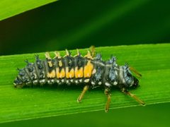 Harmonia axyridis by (c) cesar stastny, some rights reserved (CC BY), uploaded by cesar stastny. Used under a CC-BY license.