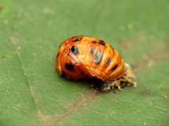 Harmonia axyridis by (c) Katja Schulz, some rights reserved (CC BY), uploaded by Katja Schulz. Used under a CC-BY license.