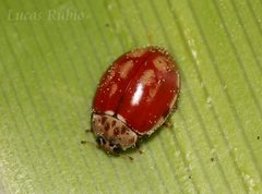 Harmonia quadripunctata by (c) Lucas Rubio, some rights reserved (CC BY), uploaded by Lucas Rubio. Used under a CC-BY license.
