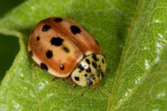 Harmonia quadripunctata by (c) Gustavo Masuzzo, some rights reserved (CC BY). Used under a CC-BY license.