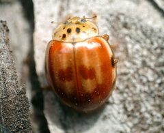 Harmonia quadripunctata by (c) Roman, some rights reserved (CC BY), uploaded by Roman. Used under a CC-BY license.