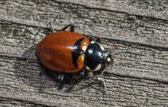 Hippodamia glacialis extensa by (c) Jeremiah Degenhardt, some rights reserved (CC BY), uploaded by Jeremiah Degenhardt. Used under a CC-BY license.