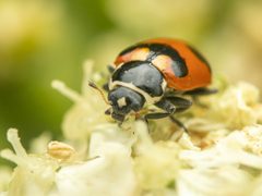 Hippodamia oregonensis by (c) Zachary Dankowicz, some rights reserved (CC BY), uploaded by Zachary Dankowicz. Used under a CC-BY license.