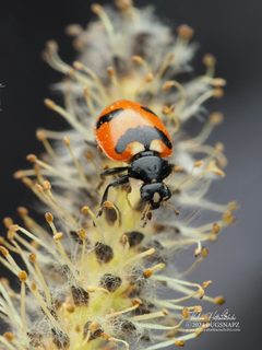 Hippodamia quinquesignata by (c) Thilina Hettiarachchi, some rights reserved (CC BY), uploaded by Thilina Hettiarachchi. Used under a CC-BY license.