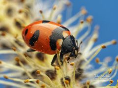 Hippodamia quinquesignata by (c) Thilina Hettiarachchi, some rights reserved (CC BY), uploaded by Thilina Hettiarachchi. Used under a CC-BY license.