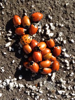 Hippodamia quinquesignata quinquesignata by (c) Ken-ichi Ueda, some rights reserved (CC BY), uploaded by Ken-ichi Ueda. Used under a CC-BY license.