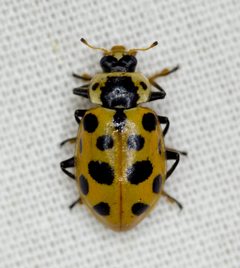 Hippodamia tredecimpunctata by no rights reserved, uploaded by Robbie Hannawacker. Used under a CC0 license.