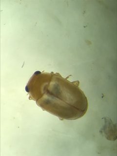 Hyperaspidius nanellus by (c) Ryan Donnelly, some rights reserved (CC BY), uploaded by Ryan Donnelly. Used under a CC-BY license.