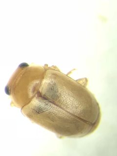 Hyperaspidius nanellus by (c) Ryan Donnelly, some rights reserved (CC BY), uploaded by Ryan Donnelly. Used under a CC-BY license.