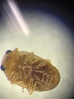 Hyperaspidius nanellus by (c) Ryan Donnelly, some rights reserved (CC BY), uploaded by Ryan Donnelly. Used under a CC-BY license.