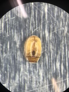 Hyperaspidius transfugatus by (c) Ryan Donnelly, some rights reserved (CC BY), uploaded by Ryan Donnelly. Used under a CC-BY license.