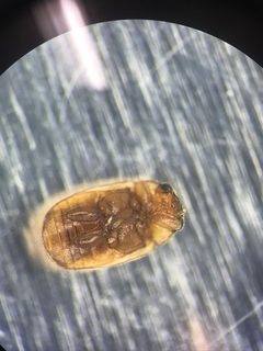 Hyperaspidius transfugatus by (c) Ryan Donnelly, some rights reserved (CC BY), uploaded by Ryan Donnelly. Used under a CC-BY license.