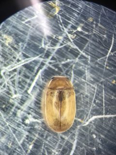 Hyperaspidius transfugatus by (c) Ryan Donnelly, some rights reserved (CC BY), uploaded by Ryan Donnelly. Used under a CC-BY license.