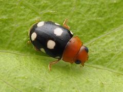 Hyperaspidius venustulus by no rights reserved, uploaded by Zygy. Used under a CC0 license.