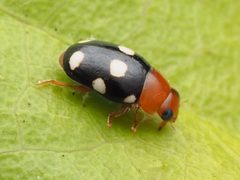 Hyperaspidius venustulus by no rights reserved, uploaded by Zygy. Used under a CC0 license.