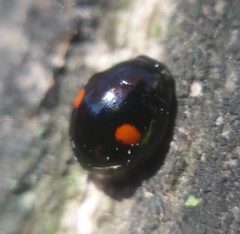 Hyperaspis binotata by (c) Zihao Wang, some rights reserved (CC BY), uploaded by Zihao Wang. Used under a CC-BY license.
