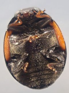 Hyperaspis lateralis by (c) Trevor Van Loon, some rights reserved (CC BY), uploaded by Trevor Van Loon. Used under a CC-BY license.