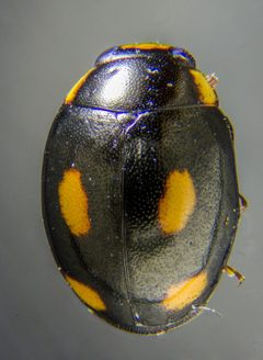 Hyperaspis quadrioculata by (c) Don Loarie, some rights reserved (CC BY), uploaded by Don Loarie. Used under a CC-BY license.