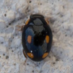Hyperaspis quadrioculata by (c) Ken-ichi Ueda, some rights reserved (CC BY), uploaded by Ken-ichi Ueda. Used under a CC-BY license.