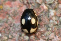Hyperaspis undulata by (c) Even Dankowicz, some rights reserved (CC BY), uploaded by Even Dankowicz. Used under a CC-BY license.