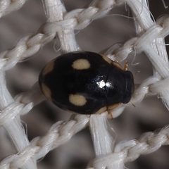 Hyperaspis undulata by no rights reserved, uploaded by Zygy. Used under a CC0 license.