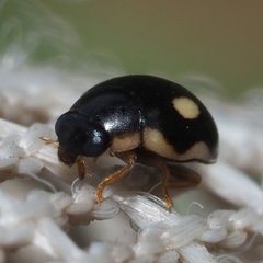 Hyperaspis undulata by no rights reserved, uploaded by Zygy. Used under a CC0 license.