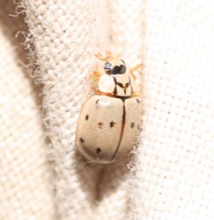 Mulsantina cyathigera by (c) Andrew Meeds, some rights reserved (CC BY), uploaded by Andrew Meeds. Used under a CC-BY license.