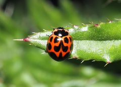 Neoharmonia venusta by (c) Jeff Clark, some rights reserved (CC BY), uploaded by Jeff Clark. Used under a CC-BY license.