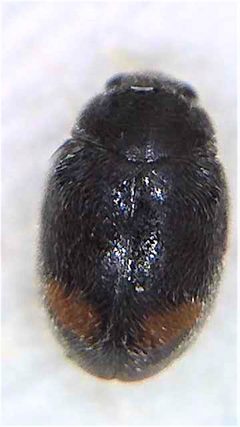 Nephus binaevatus by (c) Stephen Thorpe, some rights reserved (CC BY), uploaded by Stephen Thorpe. Used under a CC-BY license.