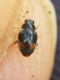 Nephus binaevatus by (c) Stephen Thorpe, some rights reserved (CC BY), uploaded by Stephen Thorpe. Used under a CC-BY license.