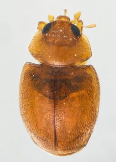 Nephus sordidus by (c) Don Loarie, some rights reserved (CC BY), uploaded by Don Loarie. Used under a CC-BY license.