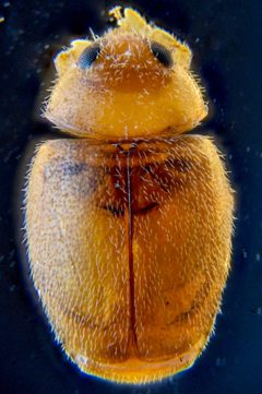 Nephus sordidus by (c) Don Loarie, some rights reserved (CC BY), uploaded by Don Loarie. Used under a CC-BY license.