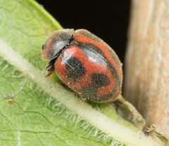Novius cardinalis by no rights reserved, uploaded by Jesse Rorabaugh. Used under a CC0 license.