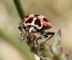 Paranaemia vittigera by (c) Lon Brehmer, some rights reserved (CC BY), uploaded by Lon Brehmer. Used under a CC-BY license.