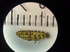 Psyllobora vigintiduopunctata by (c) Michael Bakker Paiva, some rights reserved (CC BY), uploaded by Michael Bakker Paiva. Used under a CC-BY license.